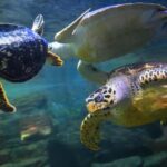 China alerta sobre «tortugas espías» que buscan secretos en sus aguas