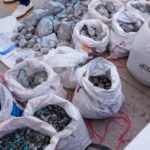 Primera feria de venta de larimar reúne una oferta de 15,000 libras