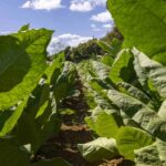 ¿Por qué la República Dominicana aún importa tabaco?