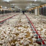Alza de maíz, soya, fletes y petróleo elevan los costos de la producción avícola